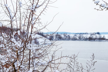 Snow-covered thorny bush branches foreground against gloomy winter landscape with frozen river or lake and blurry bank