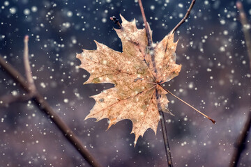 Close-up dry brown maple leaf branch first winter snowfall contrast warm autumn tones cold gloomy background snowflakes