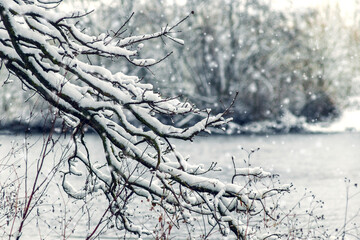 Winter landscape with snow-covered branches framing the snowy shore of a reservoir and creating a frosty, cold, calm, amazing and cozy nature background with snowfall