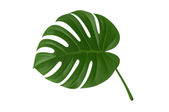 Single large green Monstera leaf with distinctive split patterns on transparent background