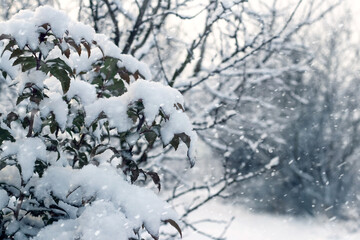 rosehip branch with green leaves covered with fluffy fresh snow against the background of heavy snowfall and a blurred winter landscape creating a festive and clean winter background