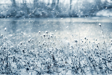 group of dry field plants covered with caps of fresh snow against the background of heavy snowfall...