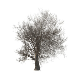Tree bare isolated transparent background 3d rendering PNG 16 bit with alpha channel
