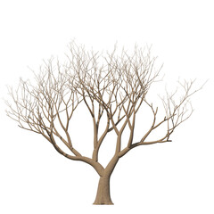 Tree bare isolated transparent background 3d rendering PNG 16 bit with alpha channel
