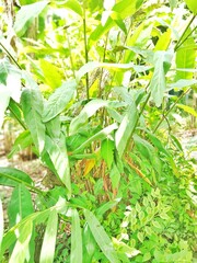 This is a photo of the cardamom plant, a spice from Asia, commonly used for traditional medicine in Asia, suitable for use as images of plants, traditional medicine, spices, ginger, herbal medicine, 