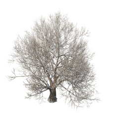 Tree snow covered isolated transparent background photo realistic 3d rendering PNG 16 bit with alpha channel
