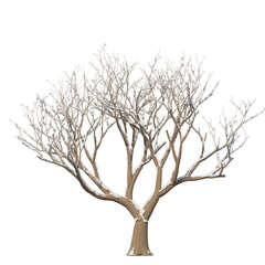 Tree snow covered isolated transparent background photo realistic 3d rendering PNG 16 bit with alpha channel
