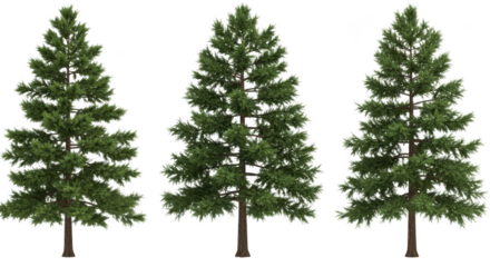 Three realistic evergreen pine trees isolated on transparent background