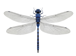 Striking blue dragonfly PNG isolated on transparent background, detailed insect with delicate wings for nature and design projects