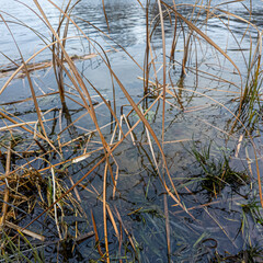 Close-up of cattails in a winter wetland, surrounded by dry reeds and leafless trees. A serene seasonal scene with natural textures and muted tones.