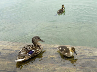 A duck family on a pond