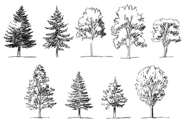 Set of different conifers trees illustrations isolated. Hand drawn pine, cedar, fir sketches in vintage style, for forest decorations.