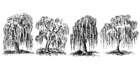 Collection featuring weeping willow trees illustrations of elegant foliage in hand drawn art. Willow tree design drawing graphic, isolated elements.