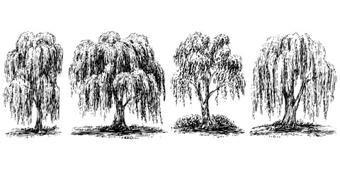 Collection featuring weeping willow trees illustrations of elegant foliage in various forms sketch art design for nature. Willow tree design drawing.
