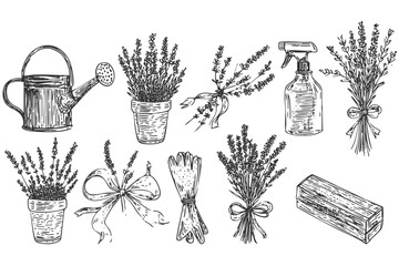 Hand drawn sketch of lavender. Lavender and garden accessories on the isolated background. Set of different garden illustrations.