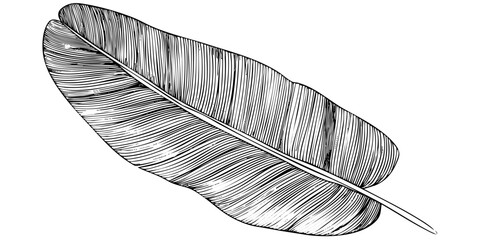 Single banana leaf with prominent venation and a focus on texture sketch art. Tropical flora botanical illustration drawing design element