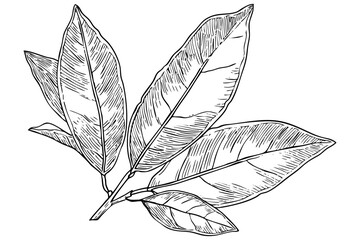 Botanical illustration of leaves with detail sketch art. Hand drawn of leaves branch design graphic, isolated elements for decorative concept.