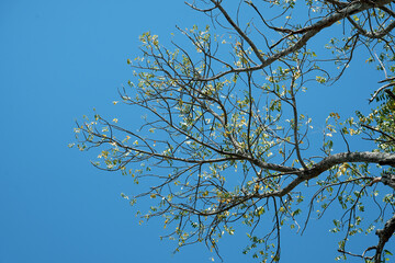 Green forest spring view from below into the clouds. Beautiful green leaves blue sky nature background.

