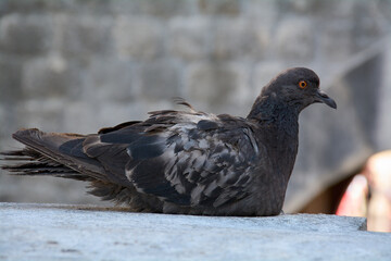 Pigeon in profile with a bright orange eye