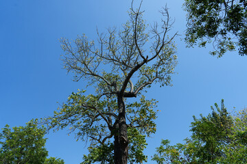 Green forest spring view from below into the clouds. Beautiful green leaves blue sky nature background.
