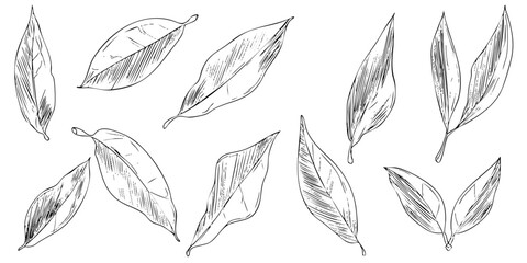 Botanical sketches of leaves with veins, leaf art, single leaves. Decoration elements isolated on white background vector illustration design.