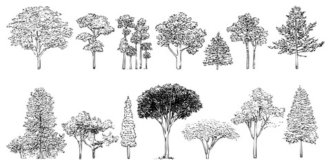Collection of hand drawn trees sketch of nature trees and parks trees on white background botanical landscape drawing