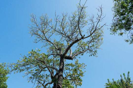 Green forest spring view from below into the clouds. Beautiful green leaves blue sky nature background.
- Powered by Adobe