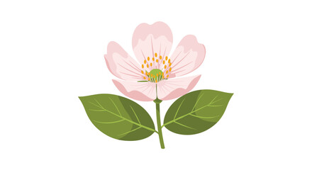 Soft pink flower with delicate rounded petals and a bright yellow center framed by two broad emerald leaves on a clean white background.