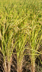 Obraz premium Golden rice paddy field landscape swaying over sunset day time.