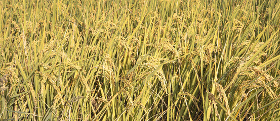 Obraz premium Golden rice paddy field landscape swaying over sunset day time.