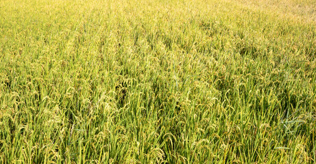 Obraz premium Golden rice paddy field landscape swaying over sunset day time.