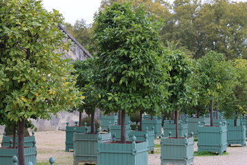 Small citrus trees and shrubs in wooden containers in a formal garden