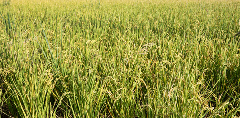 Obraz premium Golden rice paddy field landscape swaying over sunset day time.