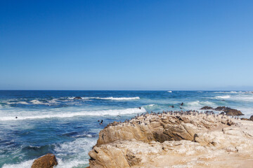 Seabirds on coastal rocks near the ocean