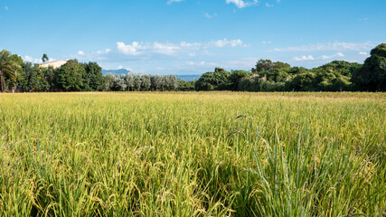 Obraz premium Golden rice paddy field landscape swaying over sunset day time.