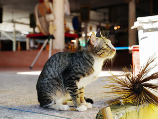 A selective focus of a cute domestic cat in temple at Thailand.