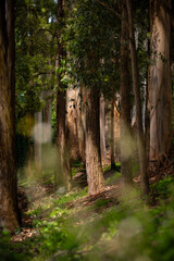Scenic view of morning sunlight brightening up the forest in Mount Dandenong, Melbourne, Victoria, Australia