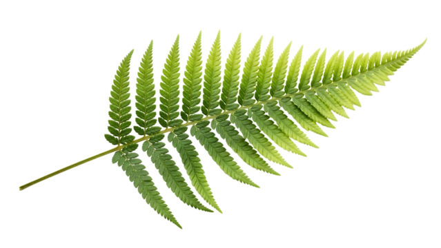 A single vibrant green fern frond with delicate leaflets isolated on transparent background