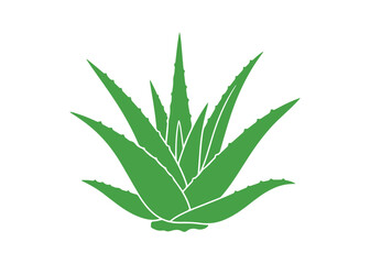 Fototapeta premium flat vector icon of Aloe Vera green plant leaves.