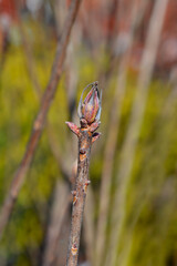 Knap Hill Azalea branch with buds - Latin name - Rhododendron (Knap-Hill Group) Doloroso