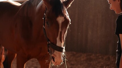 Trainer offers cute horse carrot. Girl stands in front of beloved horse in arena, feeding it carrot during training. Concept: equestrian sport, pet care, pet treats