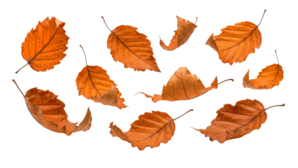 Collection of vibrant brown and orange autumn leaves gracefully falling and scattered, beautifully symbolizing the fall season, isolated on transparent background for versatile design projects