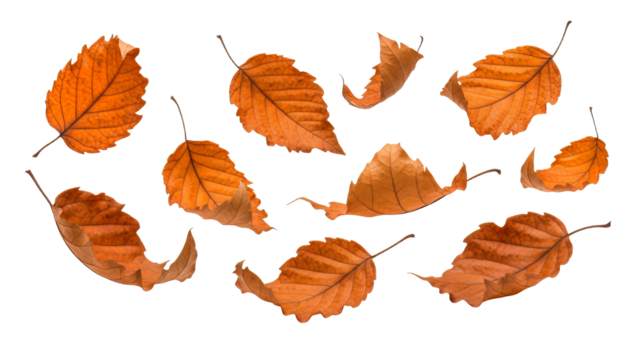 Collection of vibrant brown and orange autumn leaves gracefully falling and scattered, beautifully symbolizing the fall season, isolated on transparent background for versatile design projects