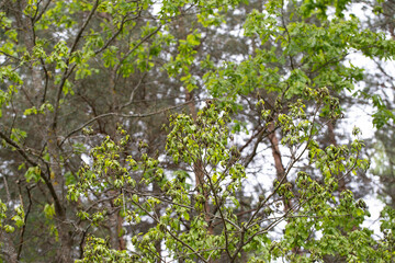 Frostbitten branches and leaves on an oak tree in the forest in spring, background