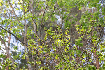 Frostbitten branches and leaves on an oak tree in the forest in spring, background