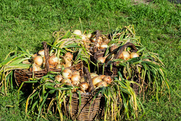Onions in baskets at the dacha. Harvesting in autumn, close-up, background