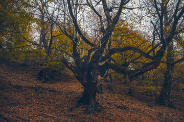 Landscape with beautiful fog in forest on hill or Trail through a mysterious winter forest with autumn leaves on the ground. Road through a winter forest. Magical atmosphere. Azerbaijan nature