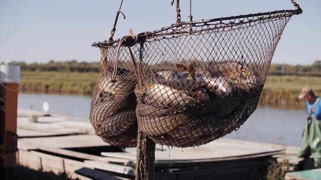 Harvested Fish Lifted in Transport Basket at Aquaculture Farm