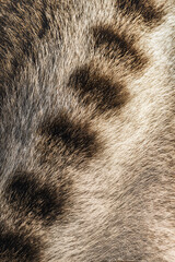 Close-up of leopard fur showing distinctive spotted pattern  