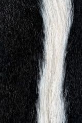 Black and white skunk animal fur texture closeup for design purposes  